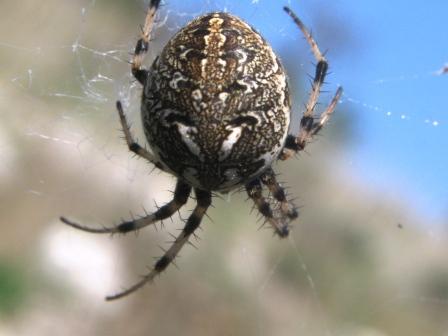 Neoscona sp. (?)